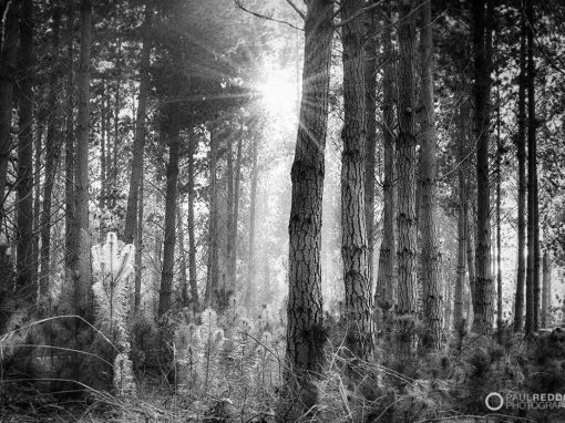 Forest landscape photography