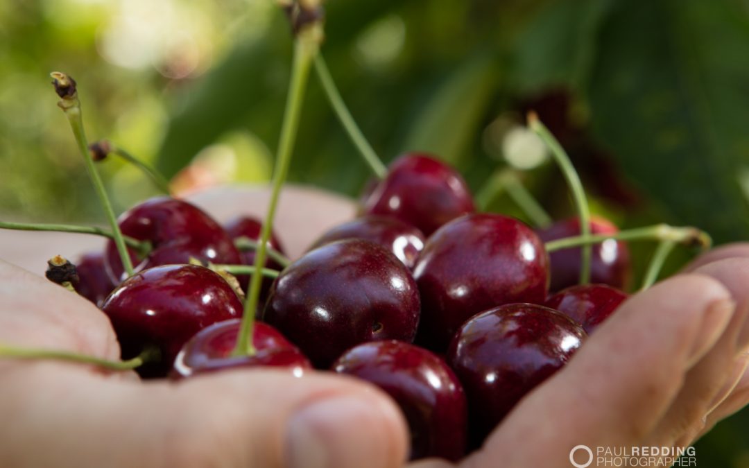 AAAW Calthorpe Orchards | Cherry  |  Pear  |  Apple