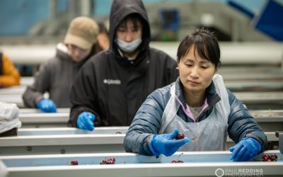 AAAW Cherry Sorting and Packing – Fruit Production Photographer