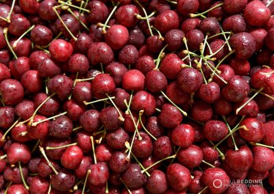 Cherry Production Tasmania. Paul Redding Photographer Tasmania