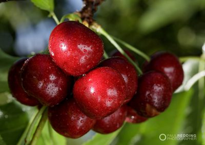 Cherry Production Tasmania. Paul Redding Photographer Tasmania