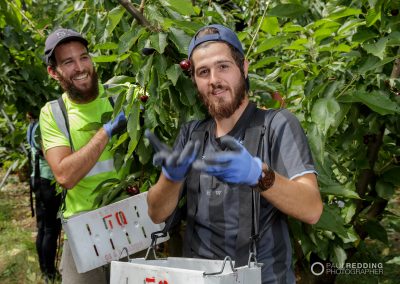 Cherry Production Tasmania. Paul Redding Photographer Tasmania