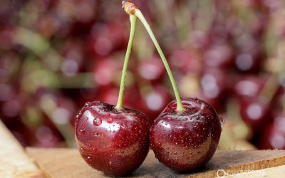 Cherry Production Tasmania | AAAW Group Millers Orchard