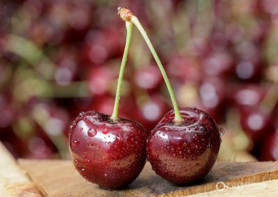 Cherry Production Tasmania. Paul Redding Photographer Tasmania