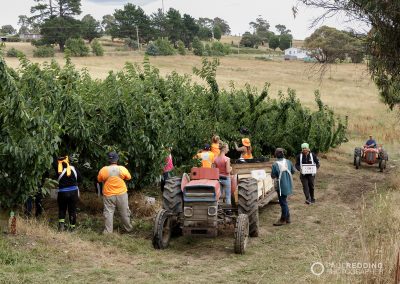 Cherry Production Tasmania. Paul Redding Photographer Tasmania