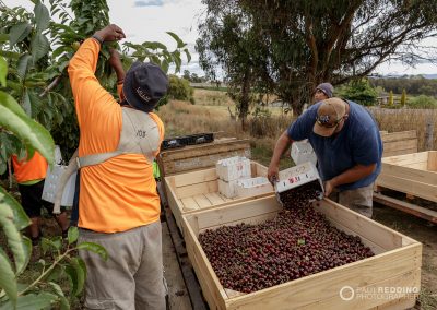 Cherry Production Tasmania. Paul Redding Photographer Tasmania