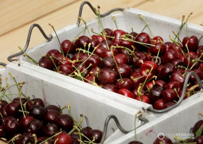 Cherry Production Tasmania. Paul Redding Photographer Tasmania