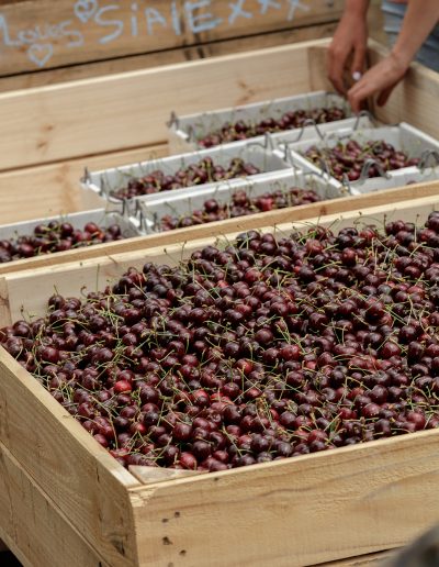 Cherry Production Tasmania. Paul Redding Photographer Tasmania