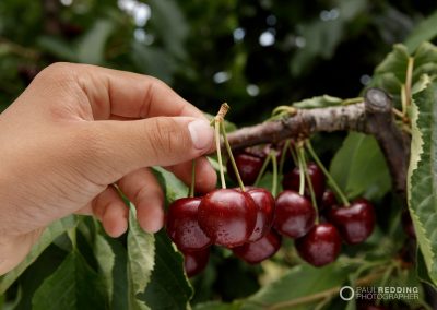 Cherry Production Tasmania. Paul Redding Photographer Tasmania