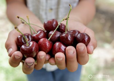 Cherry Production Tasmania. Paul Redding Photographer Tasmania