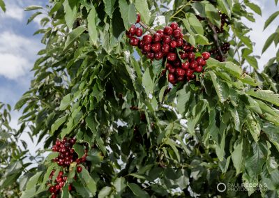 Cherry Production Tasmania. Paul Redding Photographer Tasmania