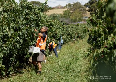 Cherry Production Tasmania. Paul Redding Photographer Tasmania