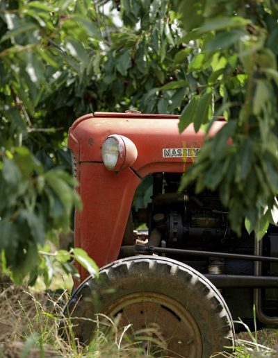 Cherry Production Tasmania. Paul Redding Photographer Tasmania