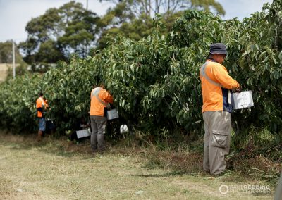 Cherry Production Tasmania. Paul Redding Photographer Tasmania