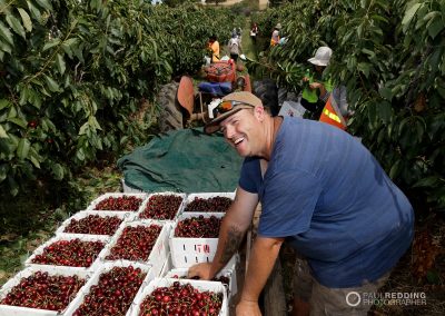 Cherry Production Tasmania. Paul Redding Photographer Tasmania