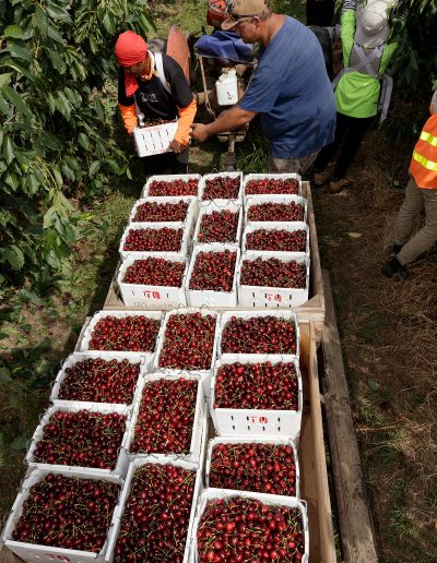 Cherry Production Tasmania. Paul Redding Photographer Tasmania