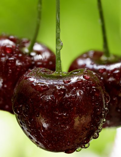 Cherry Production Tasmania. Paul Redding Photographer Tasmania