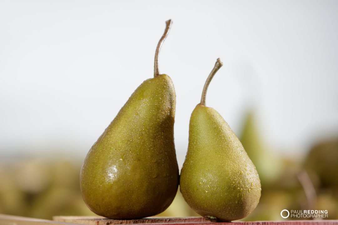 pear production Calthorpe Orchards. Sidmouth Tasmania. Hobart Food Photographer - Paul Redding