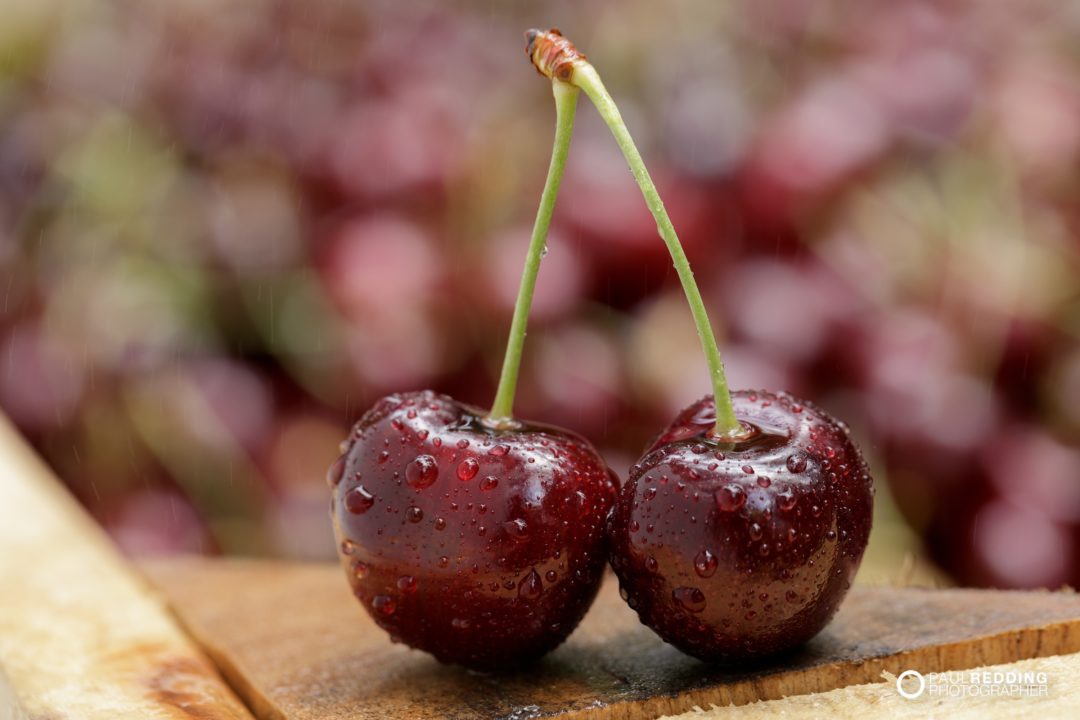 Cherry production Calthorpe Orchards. Sidmouth Tasmania. Hobart Food Photographer - Paul Redding