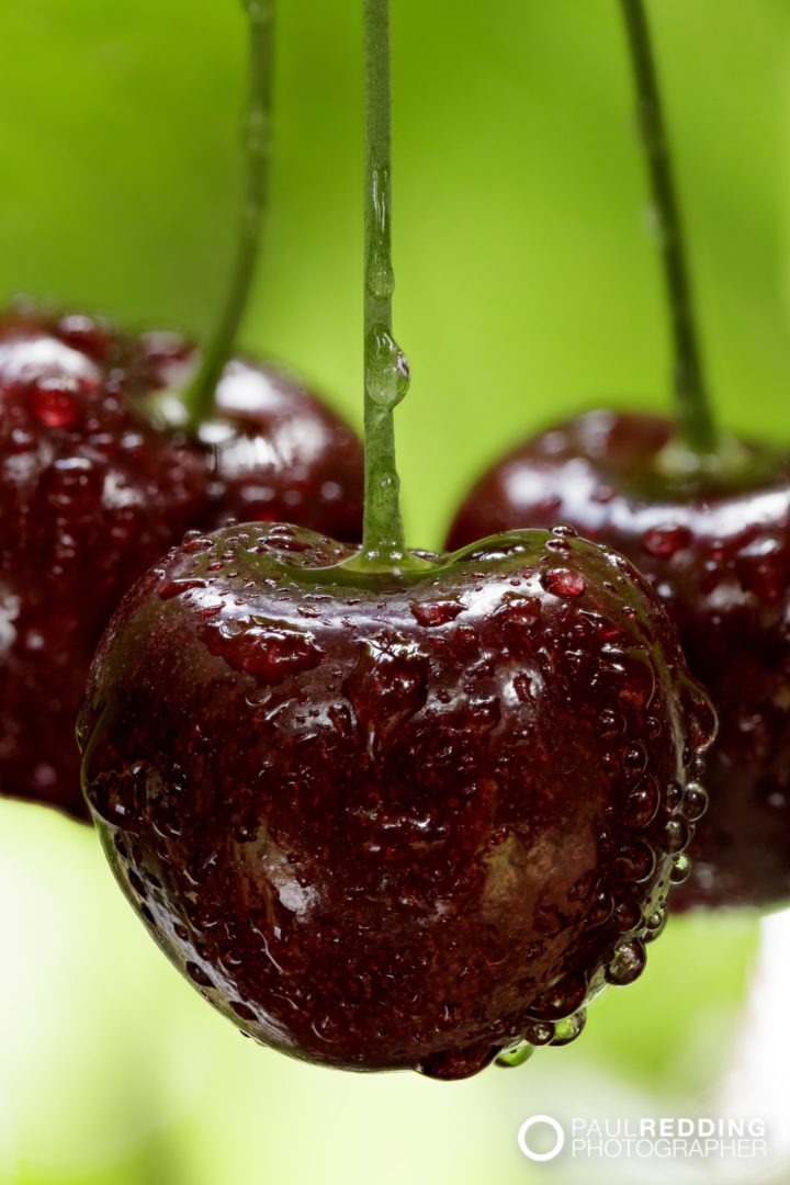 Cherry production Calthorpe Orchards. Sidmouth Tasmania. Hobart Food Photographer - Paul Redding